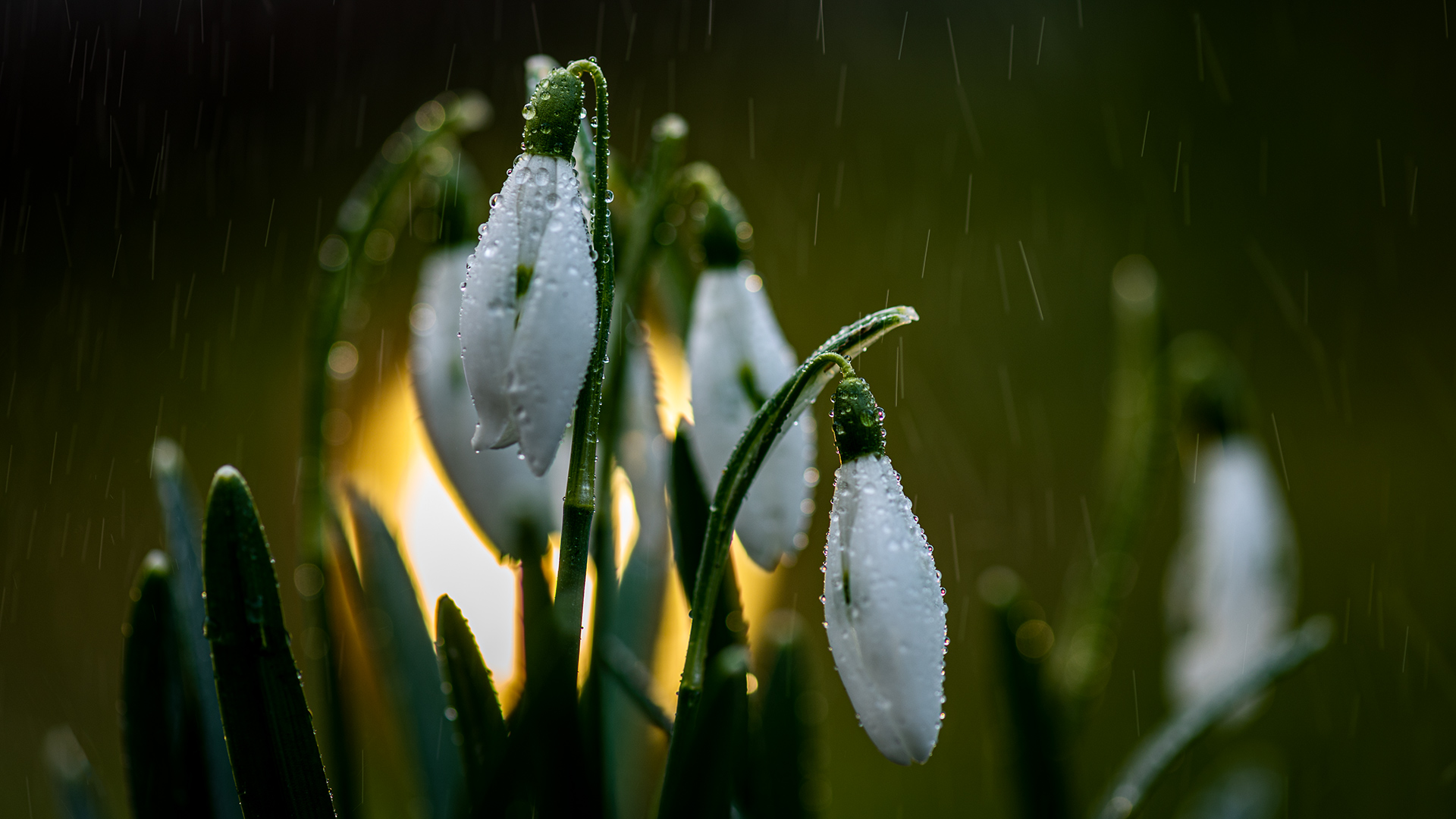 Schneeglöckchen 