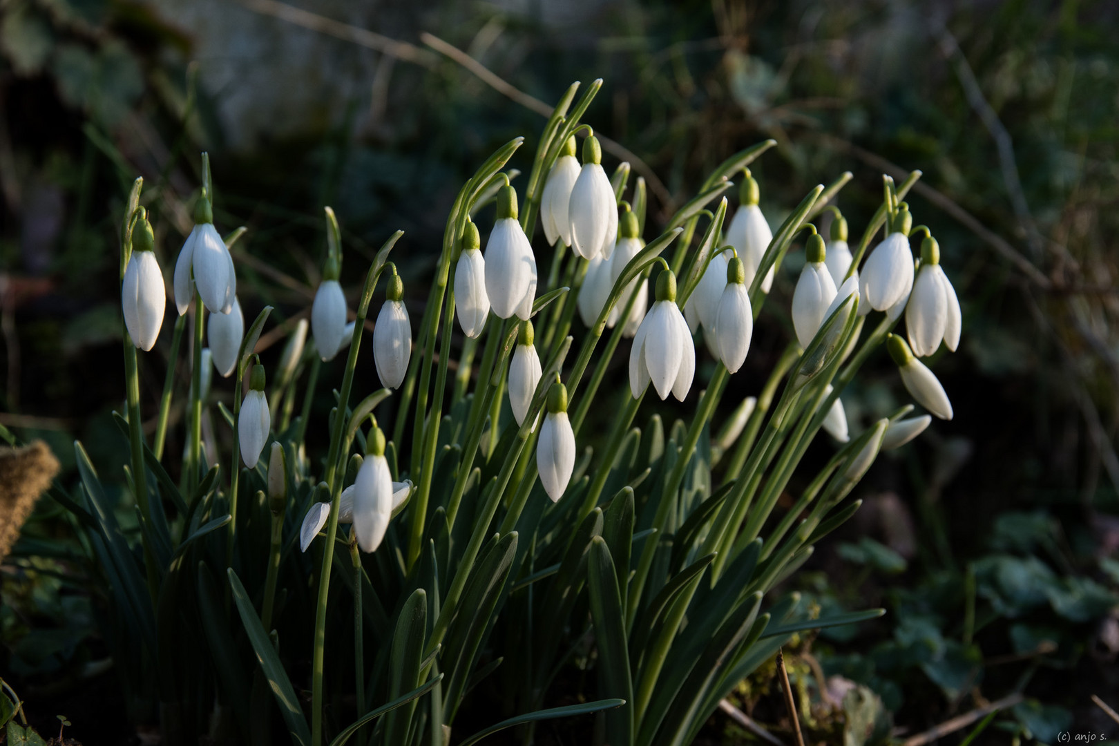 Schneeglöckchen (3)