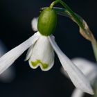 Schneeglöckchen (3)