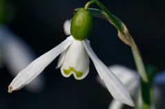 Schneeglöckchen (3)