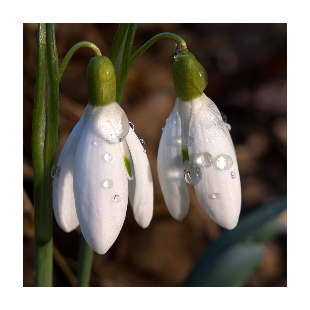 Schneeglöckchen (3)