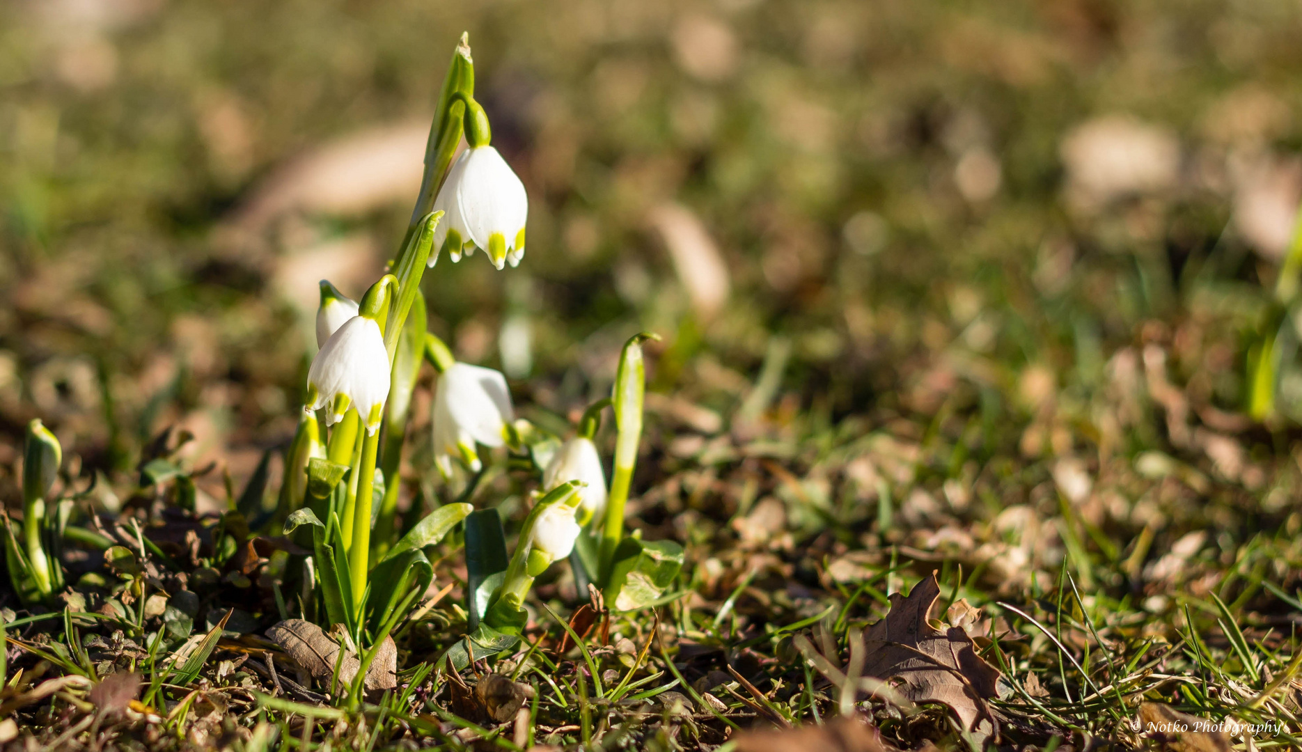 Schneeglöckchen