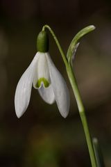 Schneeglöckchen