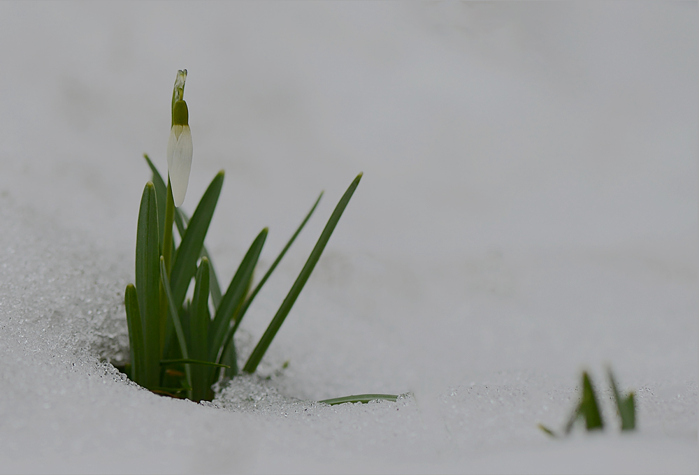 Schnee(G)löckchen…,