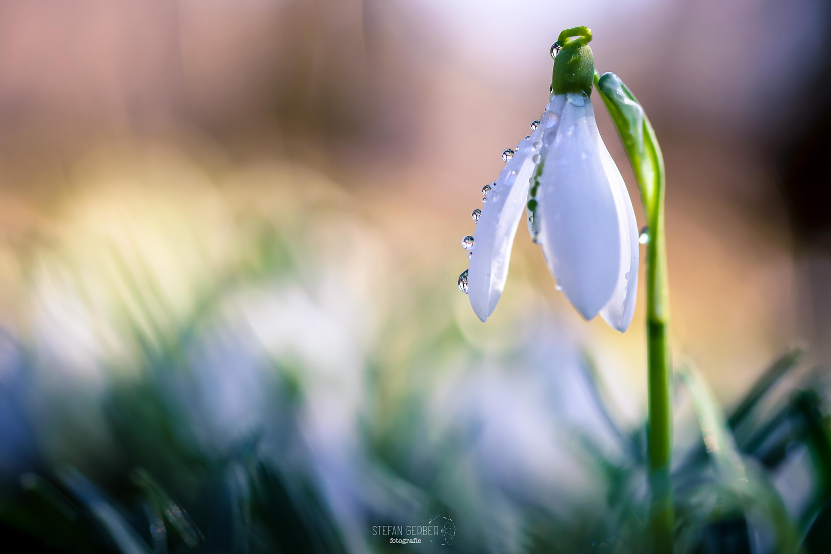 Schneeglöckchen 