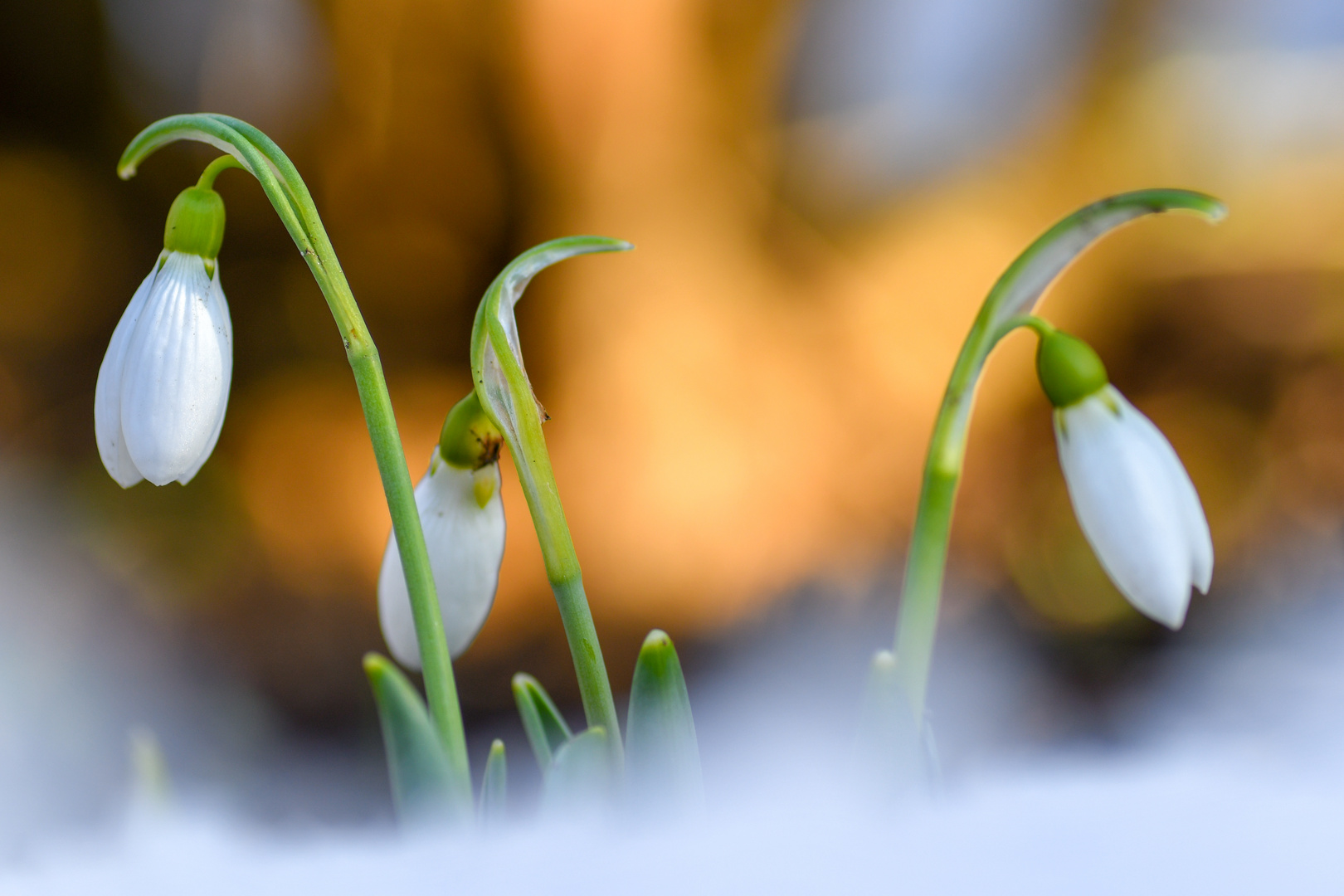 Schneeglöckchen