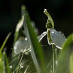 Schneeglöckchen