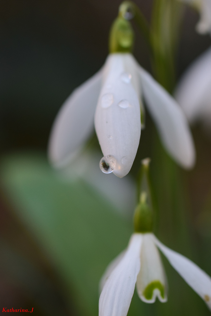 Schneeglöckchen