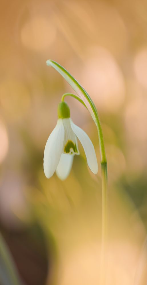 Schneeglöckchen Foto & Bild pflanzen, pilze & flechten, blüten