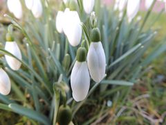 (Schnee)glöckchen