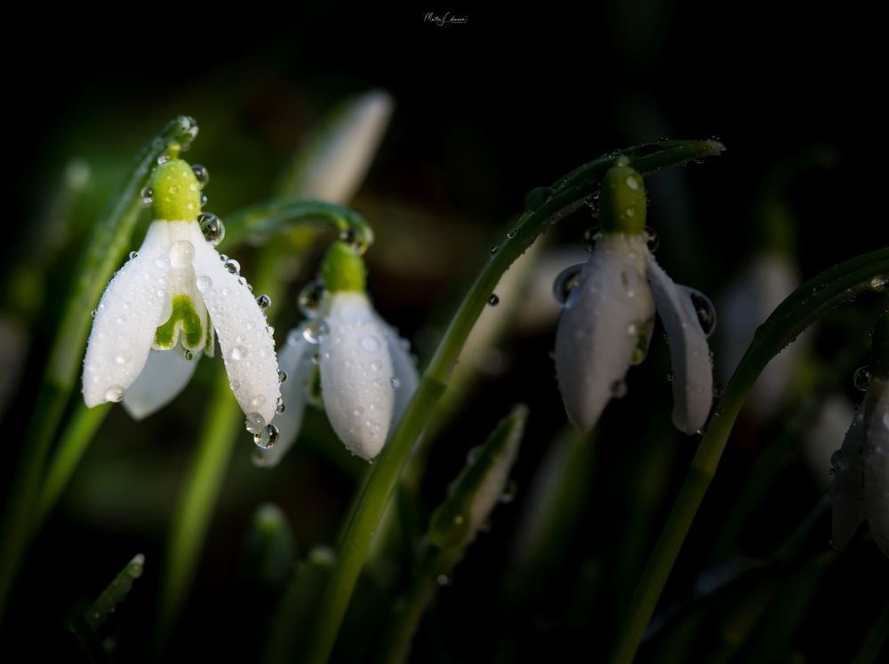 Schneeglöckchen #4