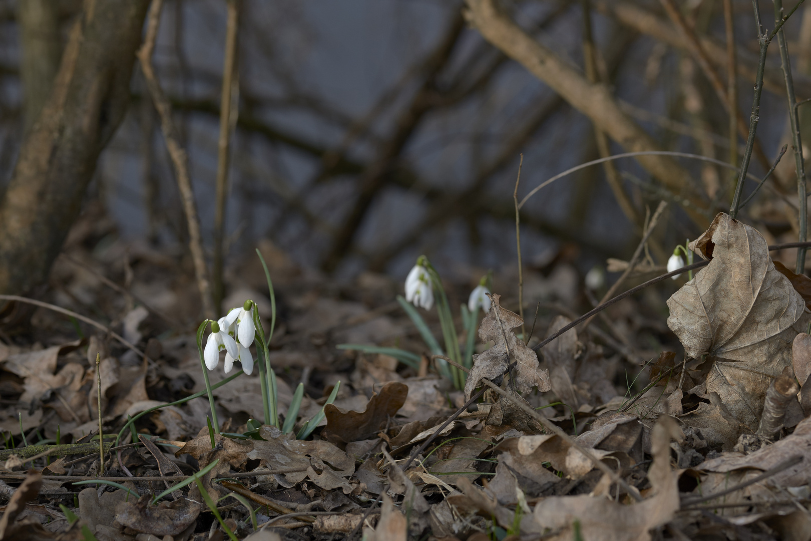 Schneeglöckchen