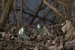 Schneeglöckchen