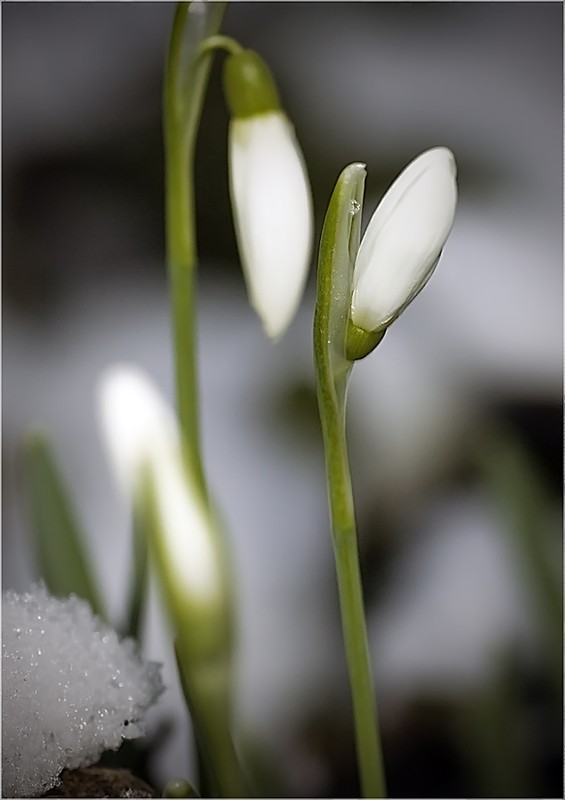 Schneeglöckchen