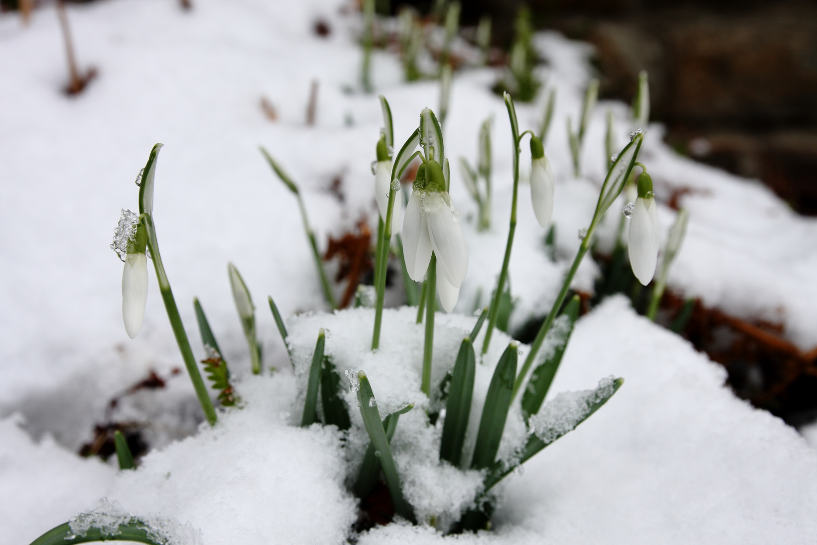 Schneeglöckchen