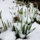 Schneeglöckchen