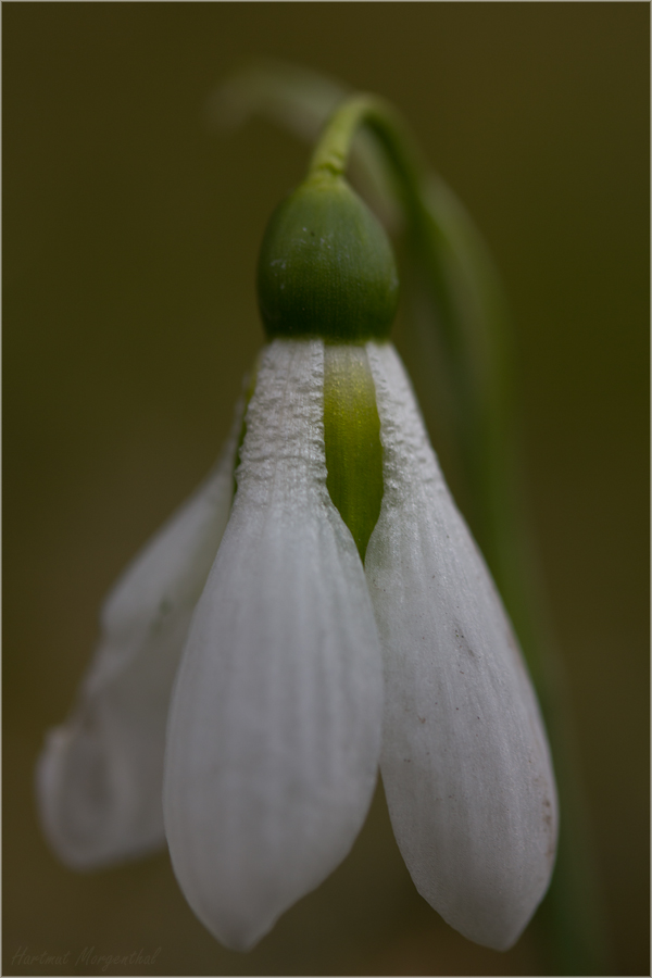 Schneeglöckchen