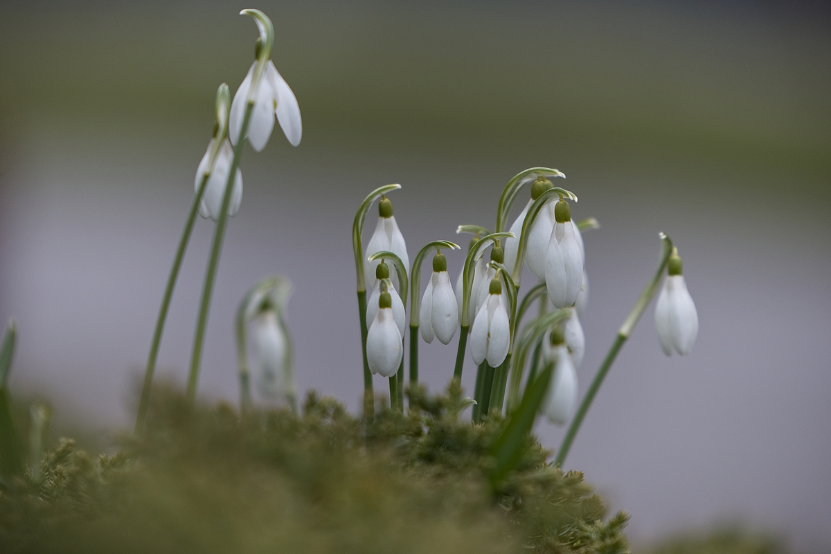 Schneeglöckchen