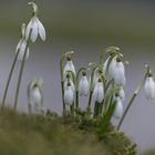 Schneeglöckchen