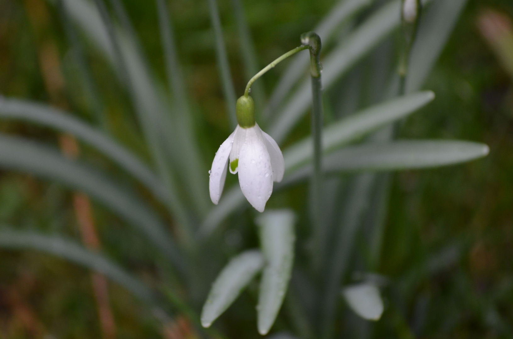 Schneeglöckchen