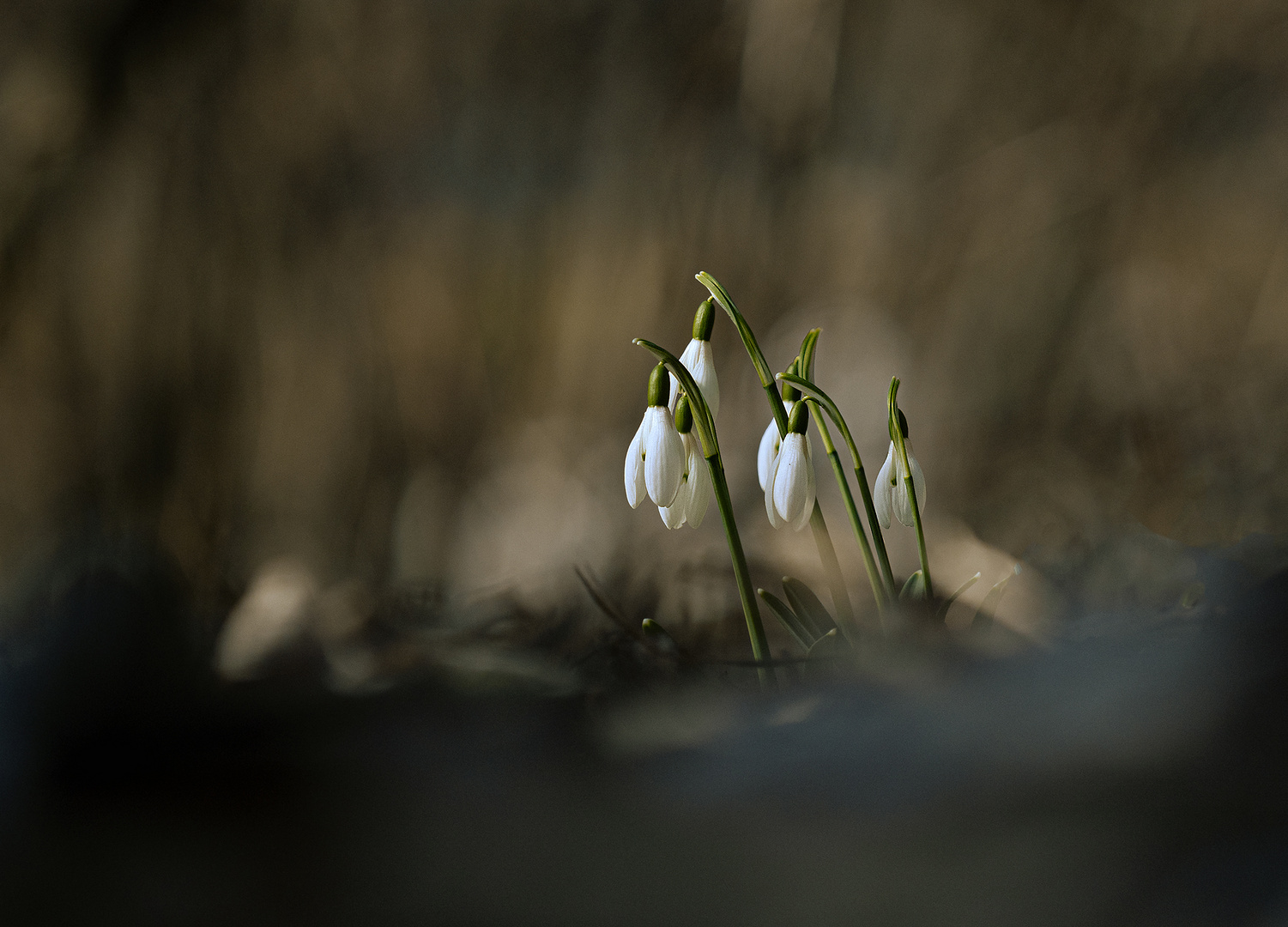 Schneeglöckchen