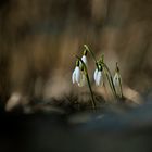 Schneeglöckchen