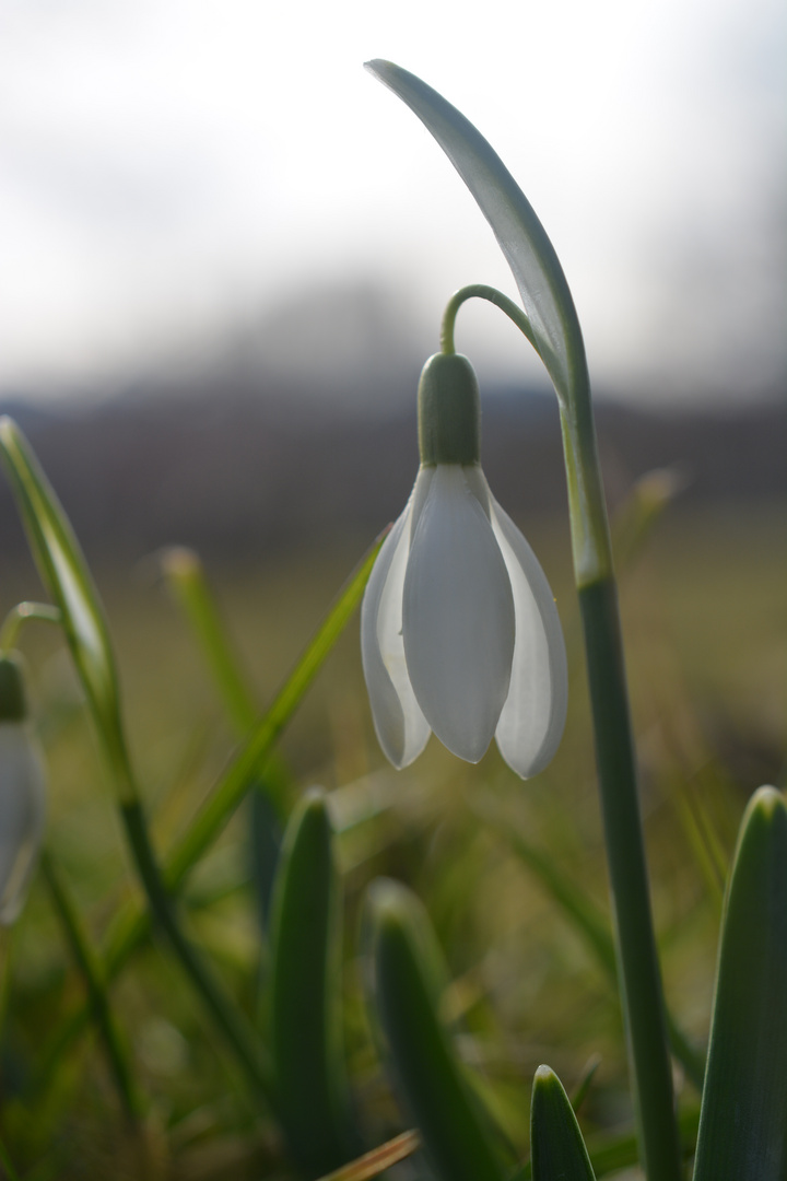 Schneeglöckchen