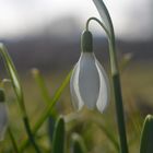 Schneeglöckchen