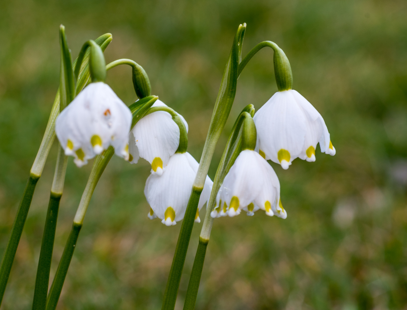 Schneeglöckchen