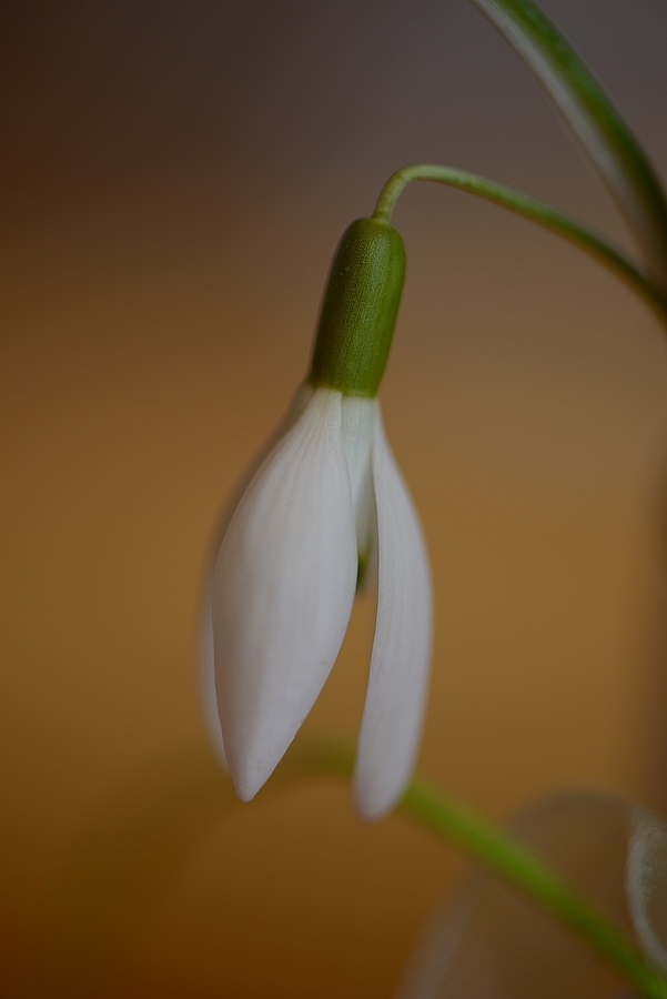 Schneeglöckchen 