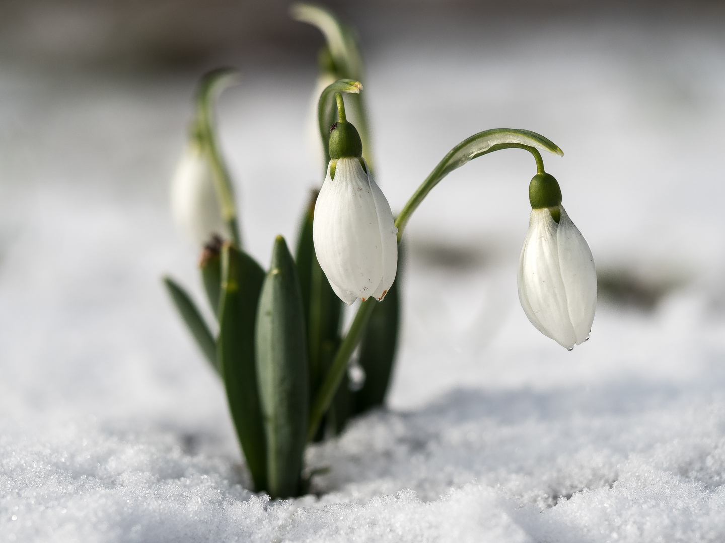 Schneeglöckchen