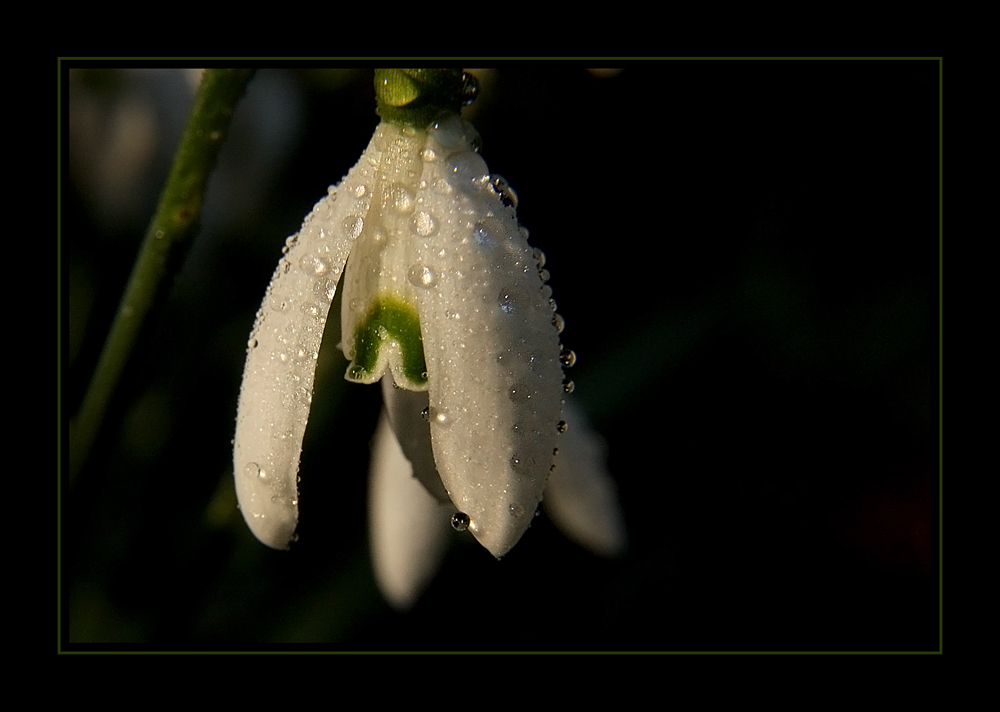 Schneeglöckchen