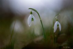 Schneeglöckchen