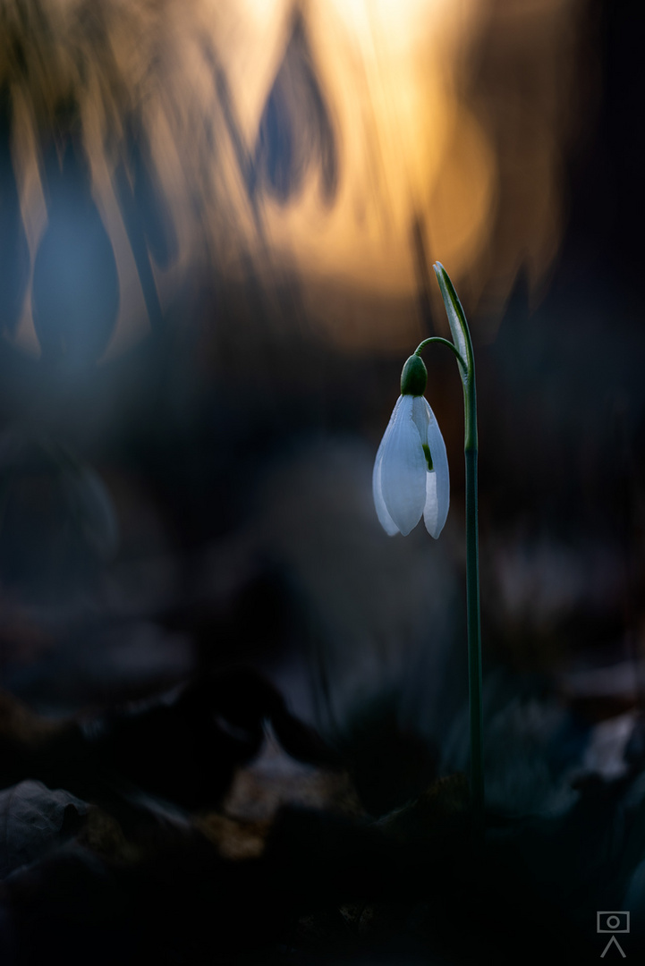 Schneeglöckchen