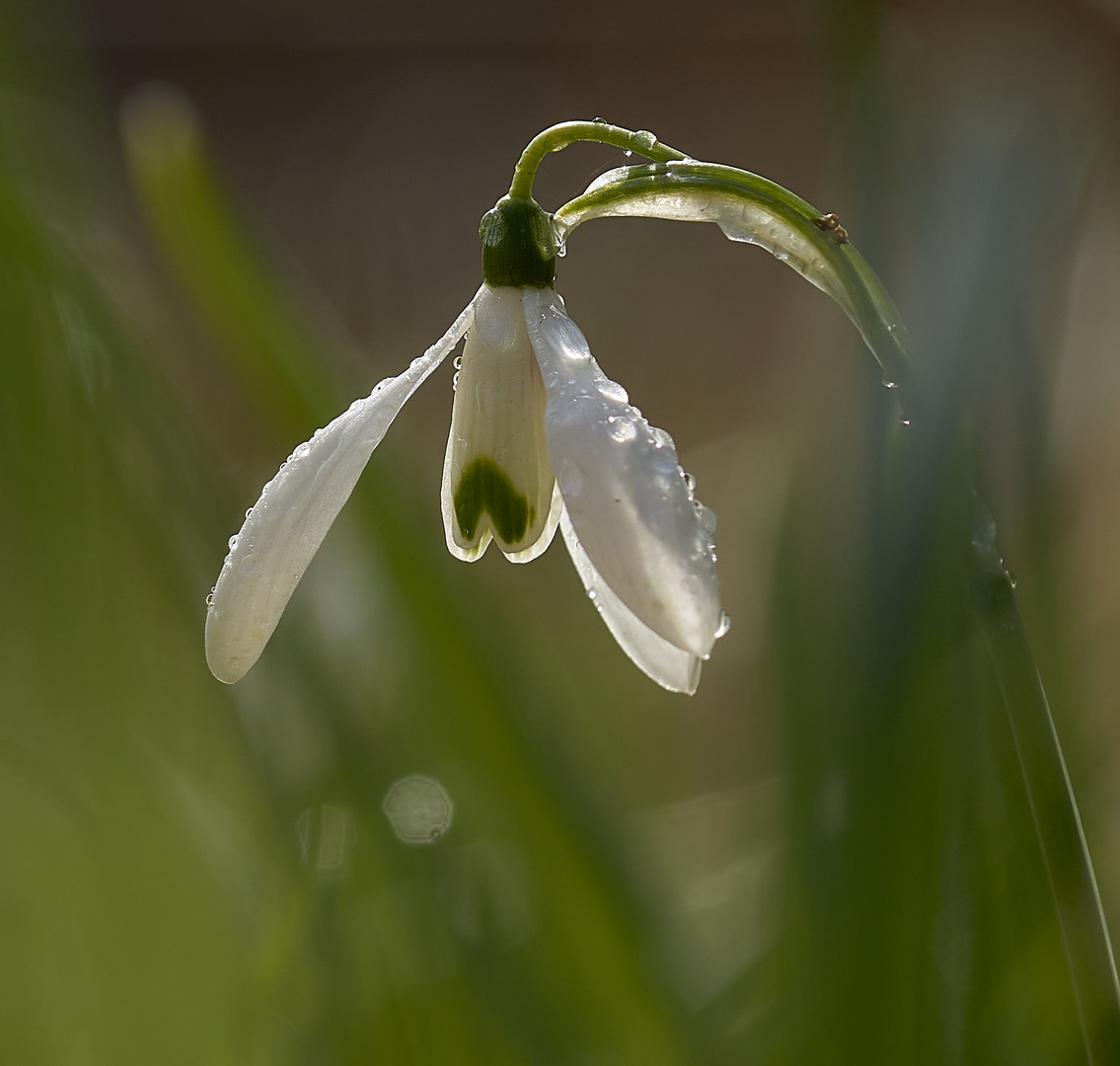 Schneeglöckchen