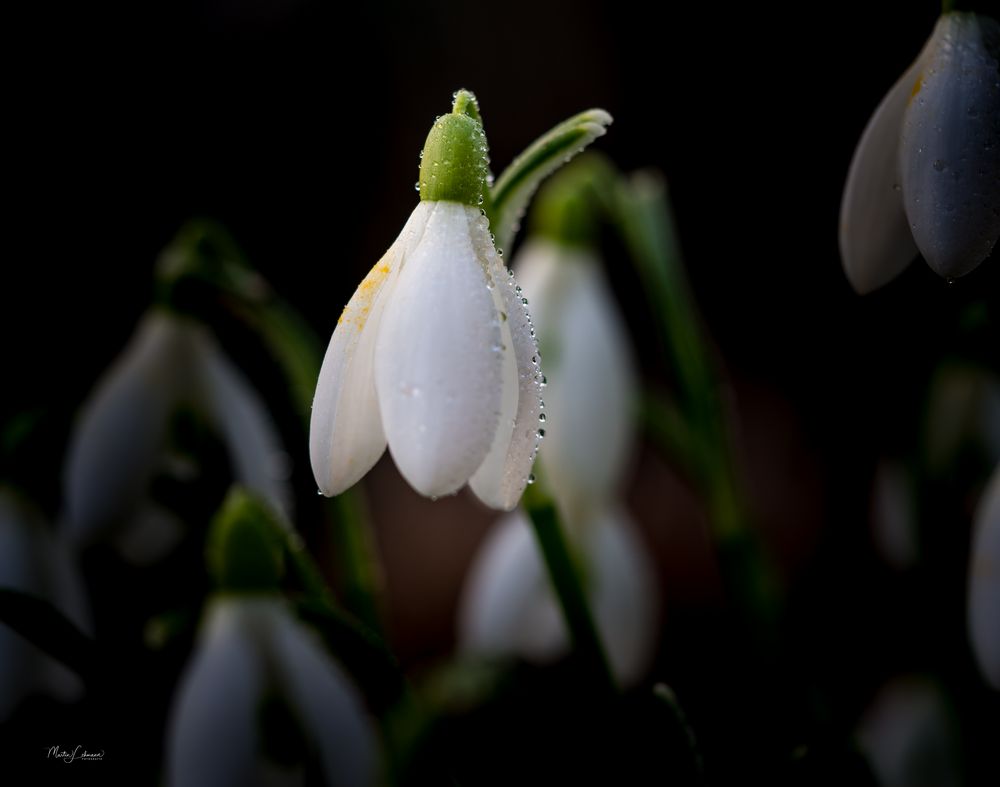 Schneeglöckchen #5