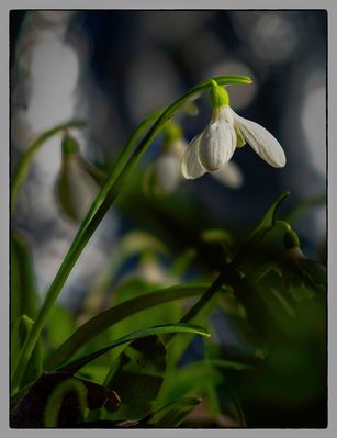 Schneeglöckchen