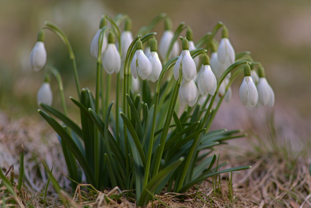 Schneeglöckchen