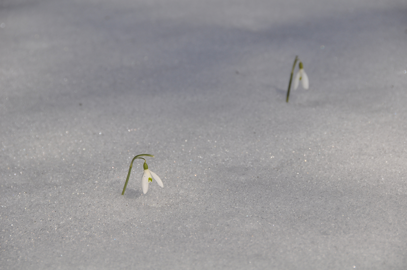 Schneeglöckchen