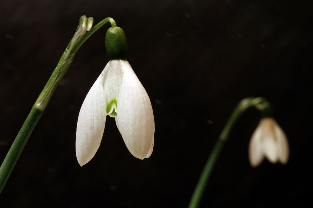 Schneeglöckchen