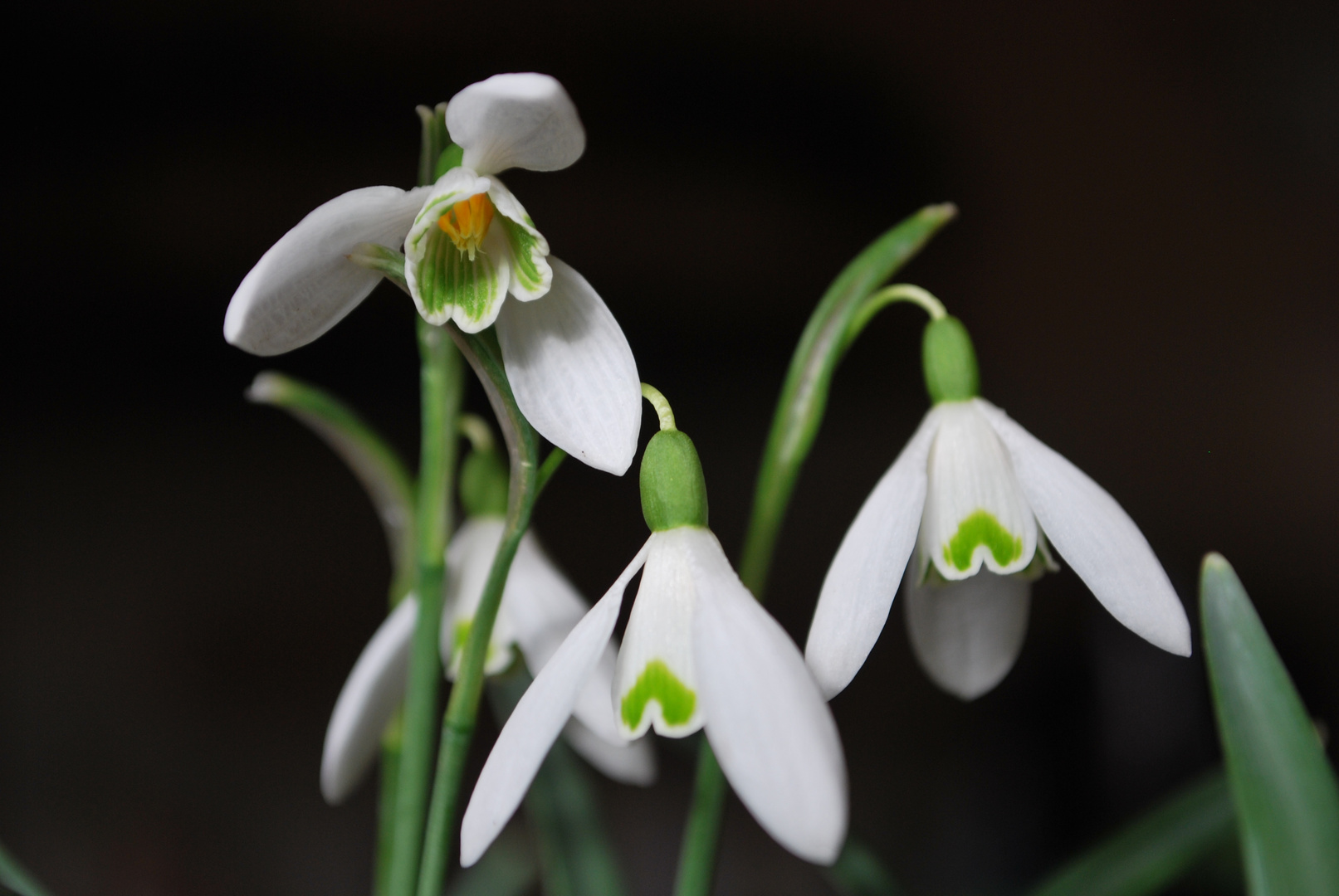 Schneeglöckchen Foto & Bild pflanzen, pilze & flechten, blüten