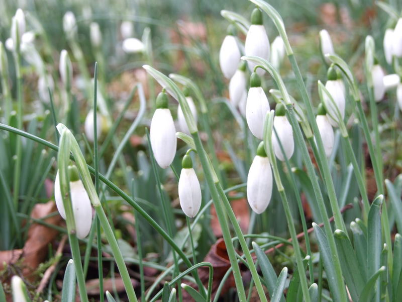 Schneeglöckchen