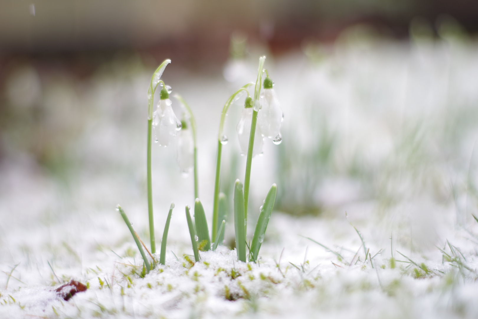 Schneeglöckchen