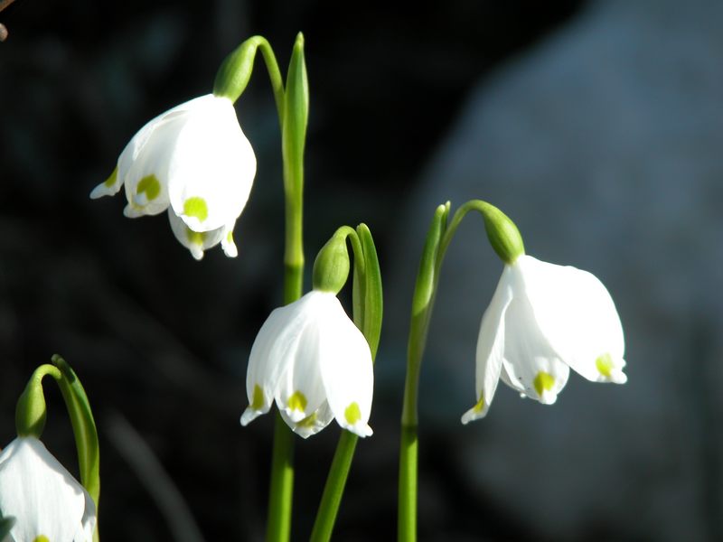 Schneeglöckchen