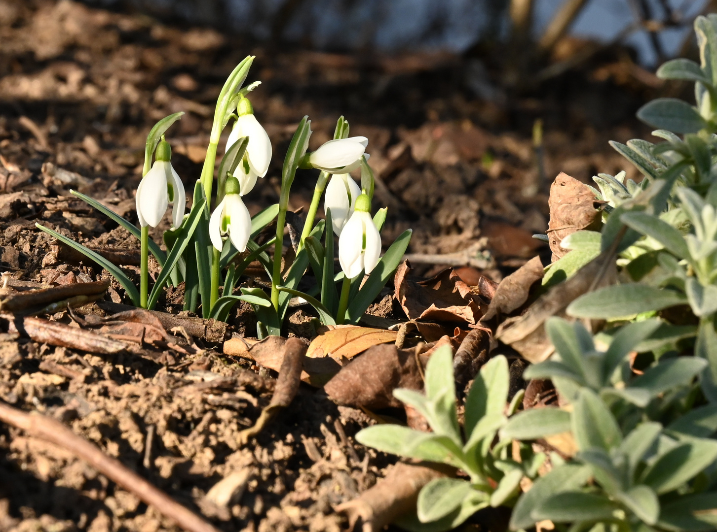 Schneeglöckchen