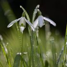 Schneeglöckchen