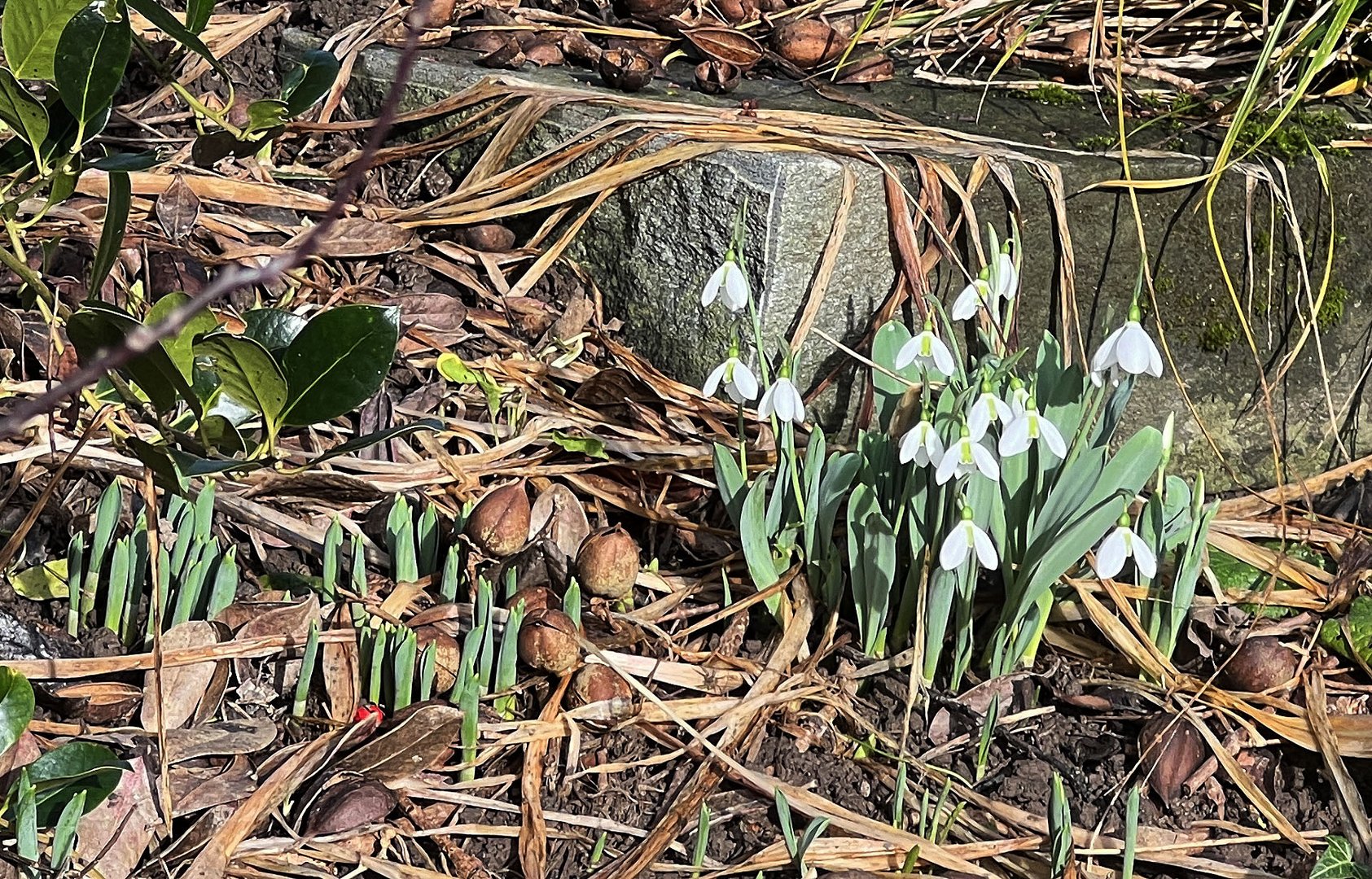 Schneeglöckchen