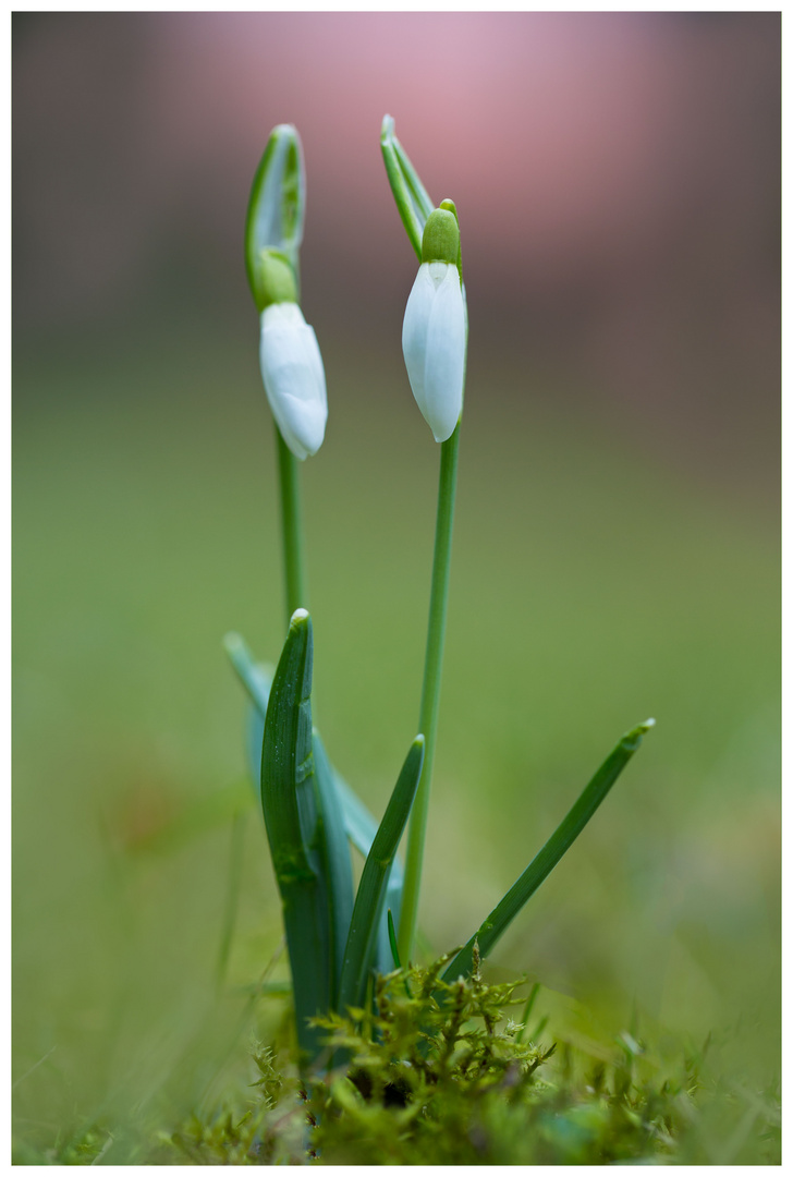 Schneeglöckchen