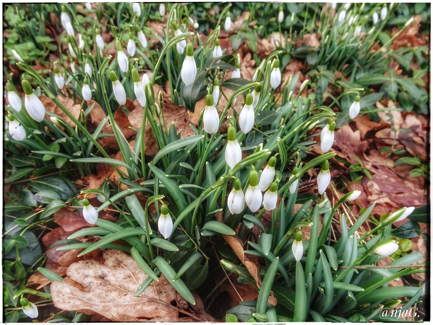 Schneeglöckchen 