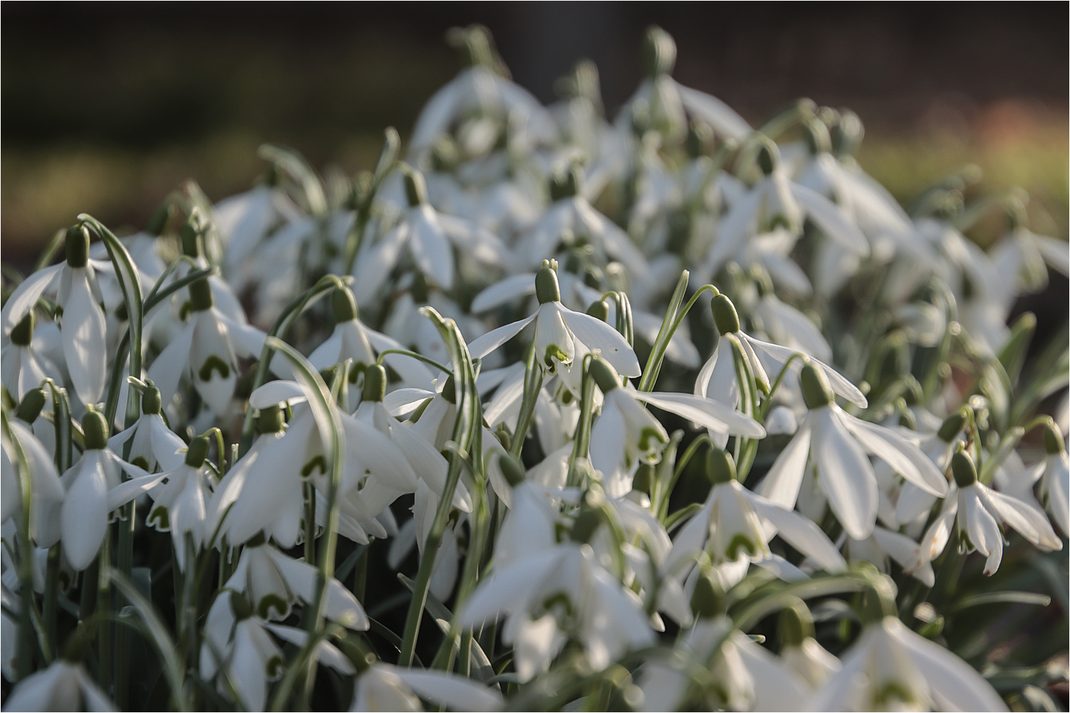 Schneeglöckchen 6